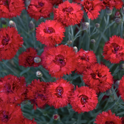 Maraschino Dianthus