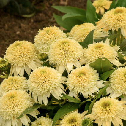 Butter Pecan Coneflower