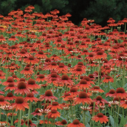 Sombrero Hot Coral Coneflower