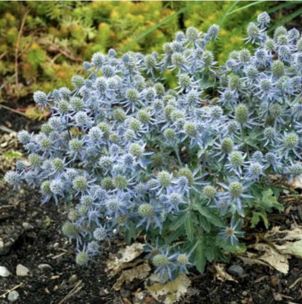 ERYNGIUM/SEA HOLLY