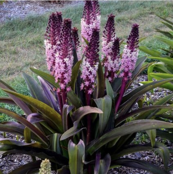 EUCOMIS/PINEAPPLE LILY