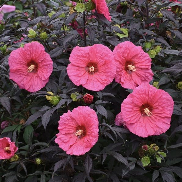 HARDY HIBISCUS