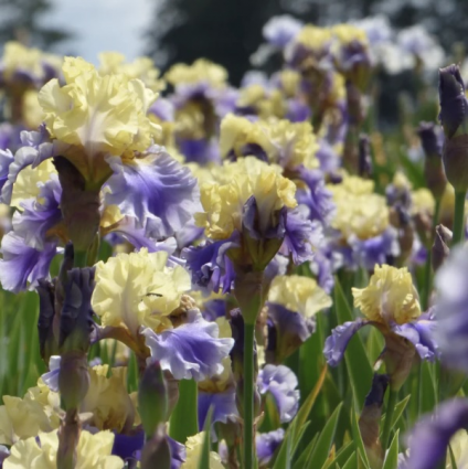 Edith Wolford German Iris