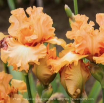 Savannah Sunset Bearded Iris