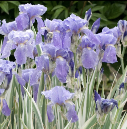 Albo Variegata Sweet Iris