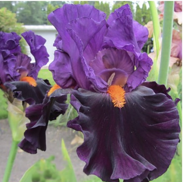 IRIS, SIBERIAN