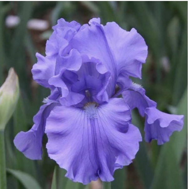 JAPANESE IRIS/ENSATA