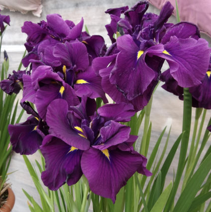 Eileen's Dream Japanese Iris