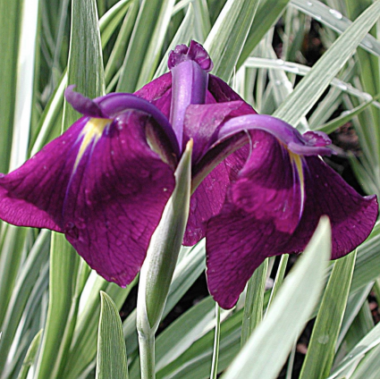 Variegata Japanese Iris