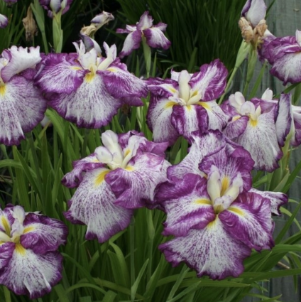 Harlequinesque Japanese Iris