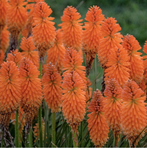 KNIPHOFIA/HOT POKER