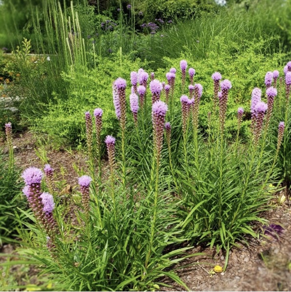 LIATRIS/BLAZING STAR