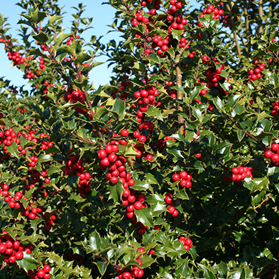 HOLLY, RED BEAUTY 2 GALLON