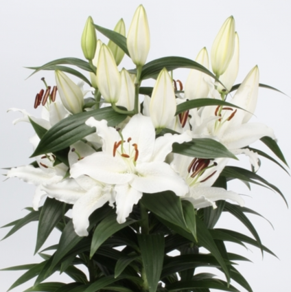 Sunny Bahamas Oriental Lily