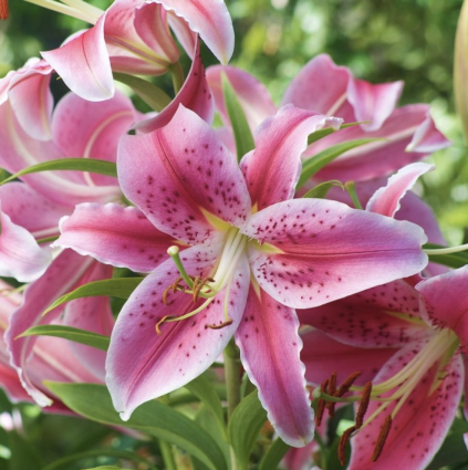 Stargazer Oriental Lily