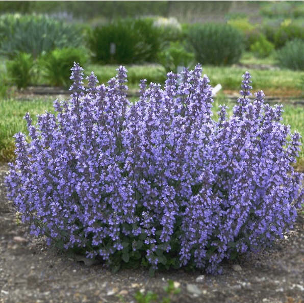 NEPETA/CAT MINT