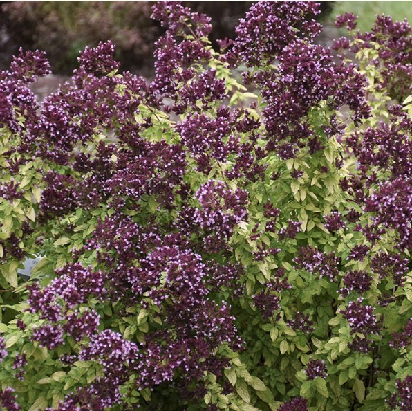 ORIGANUM/OREGANO