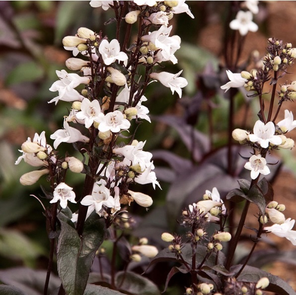 PENSTEMON/BEARDTONGUE