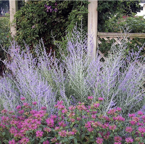 PEROVSKIA/RUSSIAN SAGE