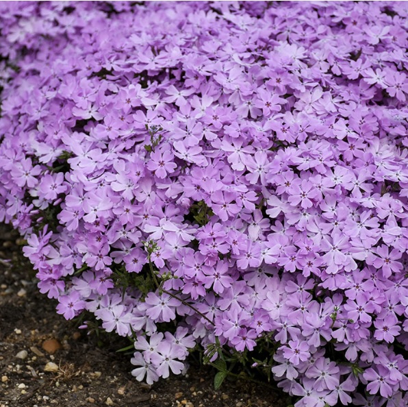 PHLOX, CREEPING