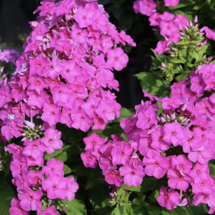 Super Ka-Pow Fuchsia Tall Phlox