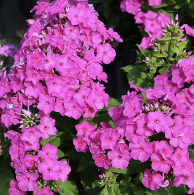 PHLOX, TALL GARDEN