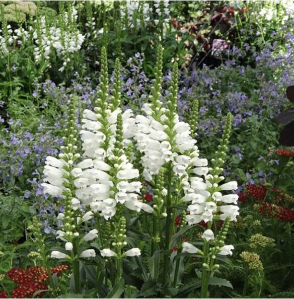 PHYSOSTEGIA/OBEDIENT PLANT