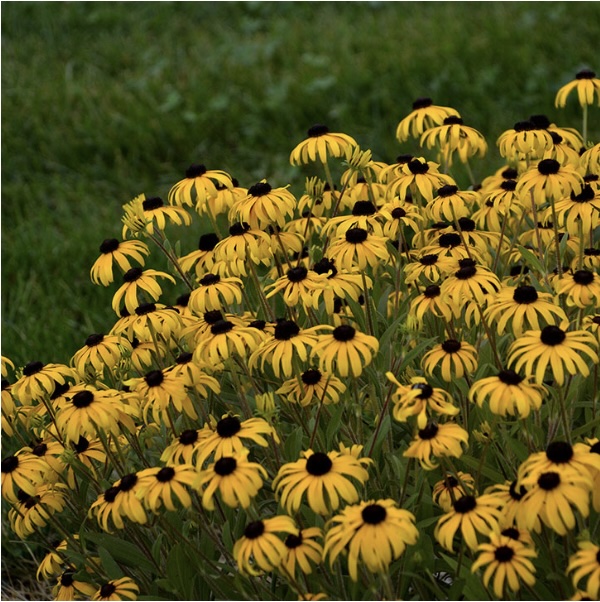 RUDBECKIA/BLACK EYED SUSAN