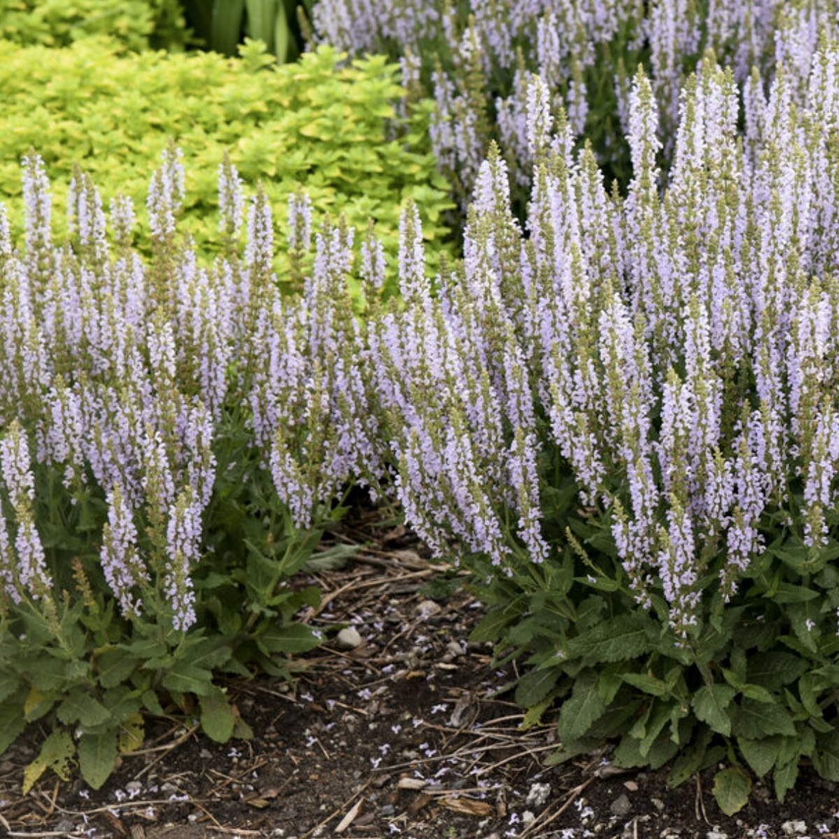 Perfect Profusion Salvia 