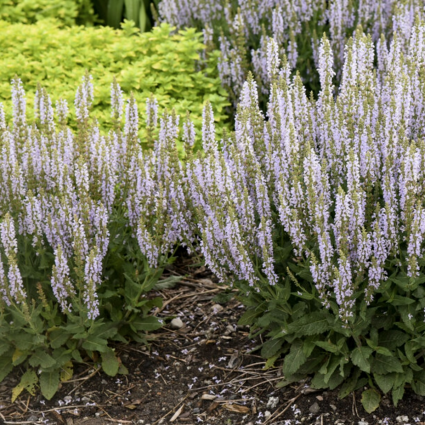 Perfect Profusion Salvia 