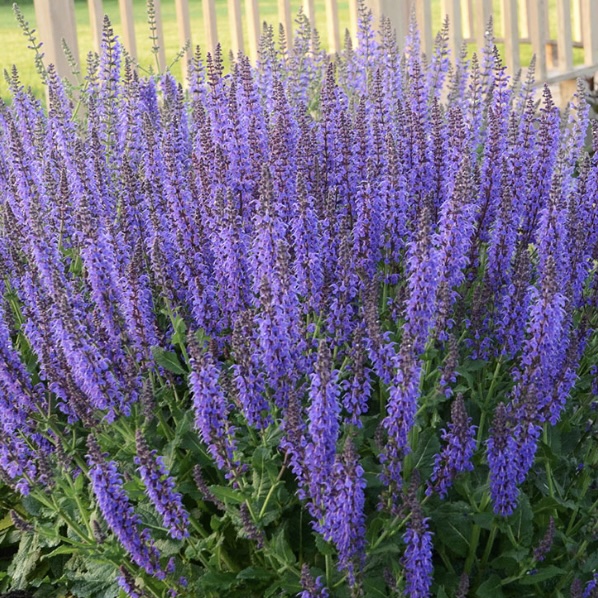 SALVIA/MEADOW SAGE