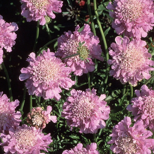 SCABIOSA/PINCUSHION FLOWER