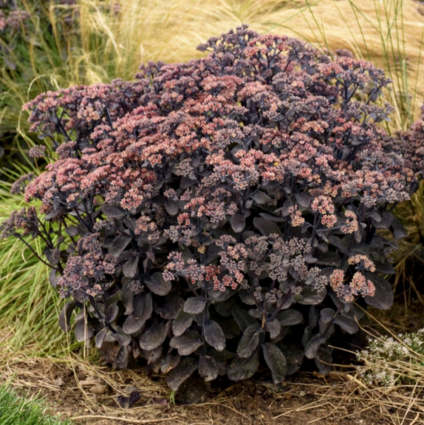 Back in Black Sedum