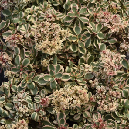 What a Doozie Sedum