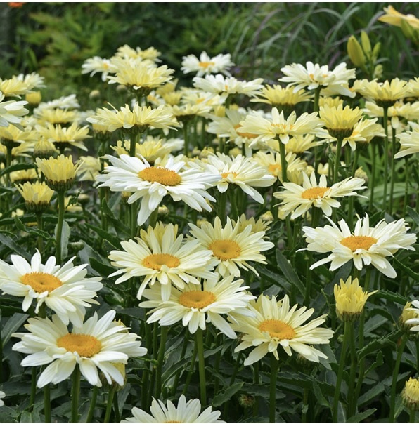 SHASTA DAISIES