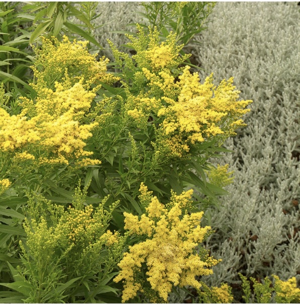 SOLIDAGO/GOLDENROD