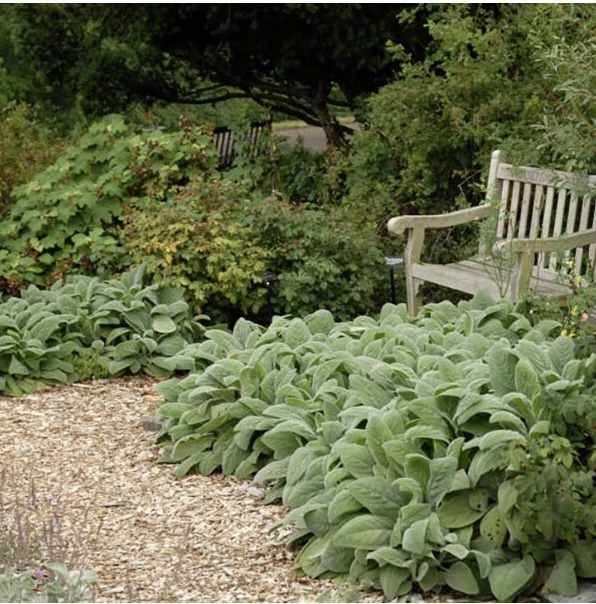 STACHYS/LAMB'S EAR