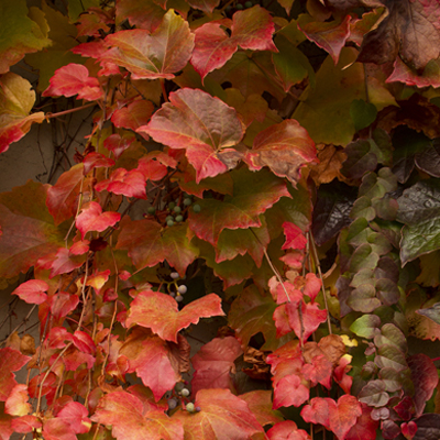 Boston Ivy