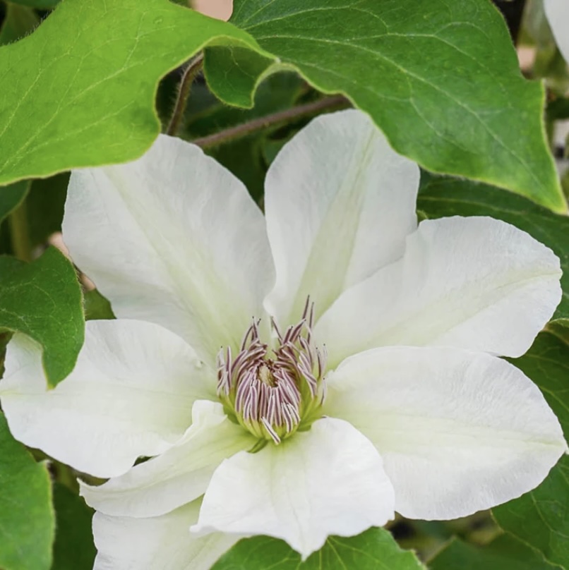 Clematis Kitty 1G