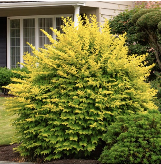 Golden Vicary Privet 3-5G