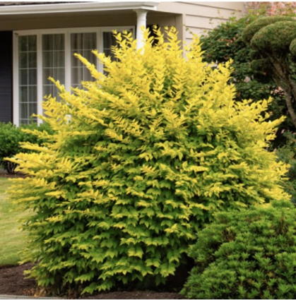 Golden Vicary Privet 2G