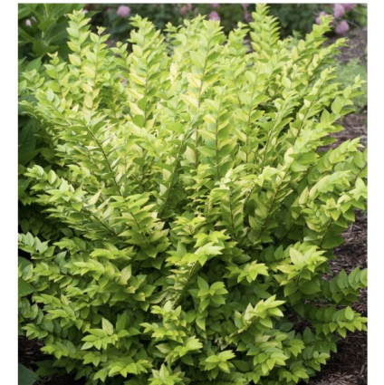 Golden Ticket® Privet Ligustrum  2G