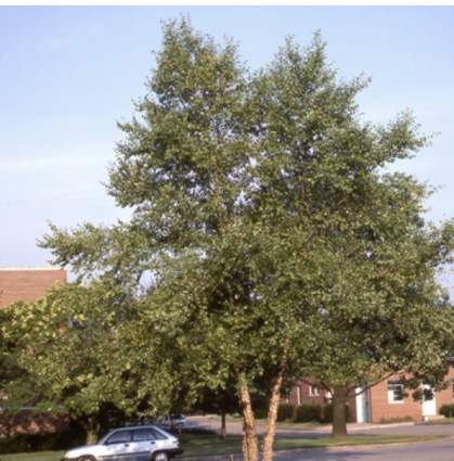 River Birch Tree 2"