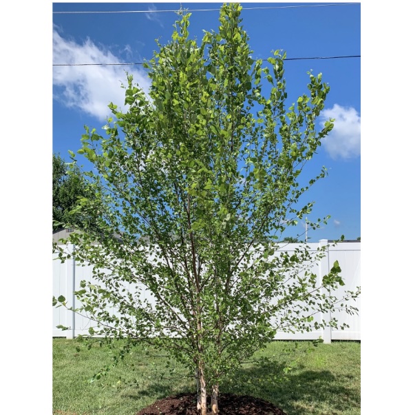 River Birch Clump Tree 1.5"