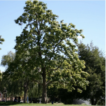 Catalpa Tree  3.5"