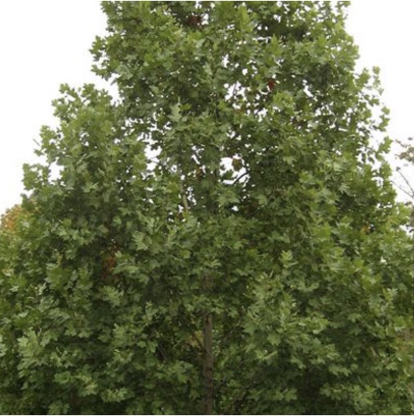 Encore London Plane 3"