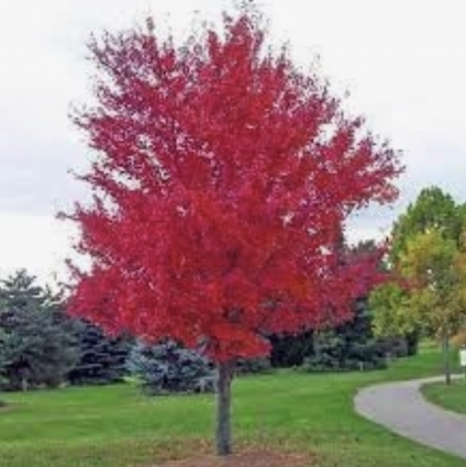 Autumn Blaze Maple 5"