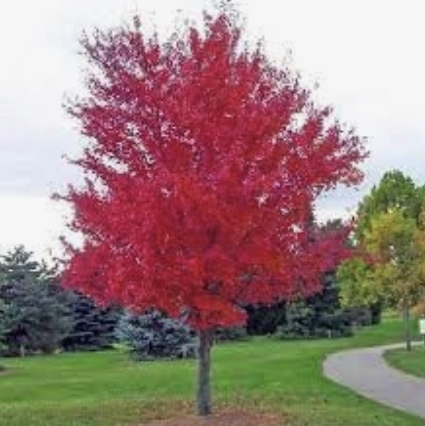 Autumn Blaze Maple 4"