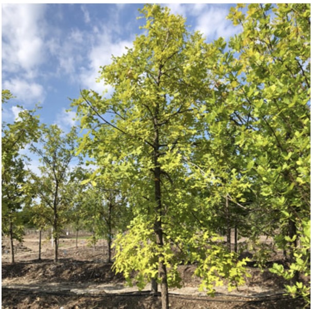 Bur Oak 2.5"