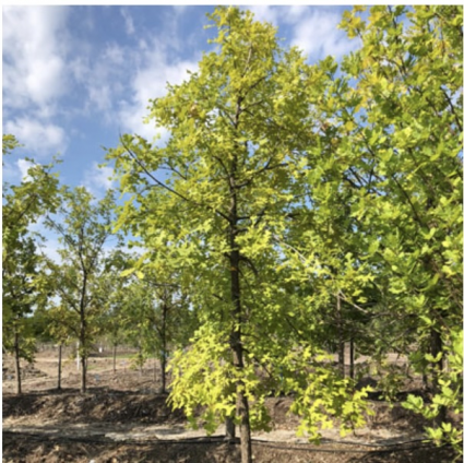 Bur Oak 3"